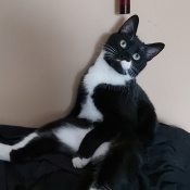Snoopy, un Black, White Domestic Shorthair Chat