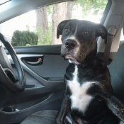 Crook, a Black Boxer Mix Dog