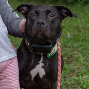 Khaleesi, un Black Lab mix Chien