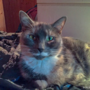Diana, un Dark-brown, Brown, Tan, Golden, Red, Apricot, Orange, Black, Cream, White American Short Hair Tortoiseshell  Chat
