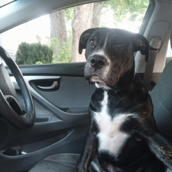 {petName}, a Black Boxer Mix Dog