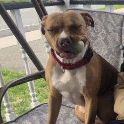 %name%, un %color% %breed% %type%
