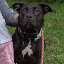 {petName}, a Black Lab mix Dog