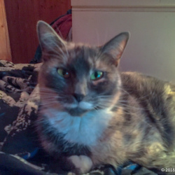 {petName}, a Dark-brown, Brown, Tan, Golden, Red, Apricot, Orange, Black, Cream, White American Short Hair Tortoiseshell  Cat