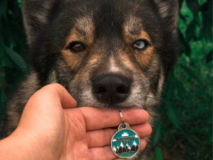 DOG iD: Em-bark on Adventure